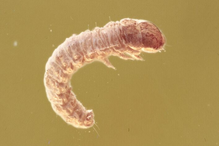 Fossil Caterpillar (Moth Larva - Lepidoptera) in Baltic Amber #307700